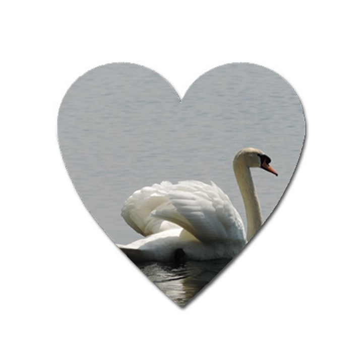 Swimming white Swan Heart Magnet