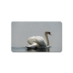 Swimming White Swan Magnet (name Card) by picsaspassion