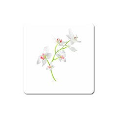 Isolated Orquideas Blossom Square Magnet by dflcprints