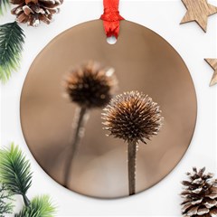 2  Verwelkte Kugeldistel Ornament (round)  by wsfcow