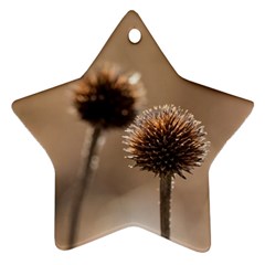 Withered Globe Thistle In Autumn Macro Ornament (star) 