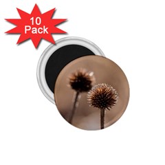 Withered Globe Thistle In Autumn Macro 1 75  Magnets (10 Pack)  by wsfcow