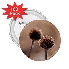 Withered Globe Thistle In Autumn Macro 2 25  Buttons (100 Pack)  by wsfcow