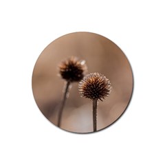 Withered Globe Thistle In Autumn Macro Rubber Round Coaster (4 Pack)  by wsfcow