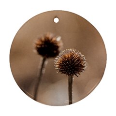 Withered Globe Thistle In Autumn Macro Round Ornament (two Sides) 