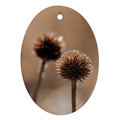 Withered Globe Thistle In Autumn Macro Oval Ornament (two Sides)