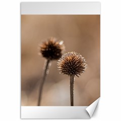 Withered Globe Thistle In Autumn Macro Canvas 12  X 18   by wsfcow