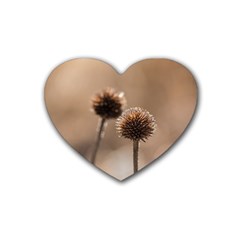 Withered Globe Thistle In Autumn Macro Heart Coaster (4 Pack) 