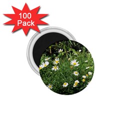 White Daisy Flowers 1 75  Magnets (100 Pack)  by picsaspassion