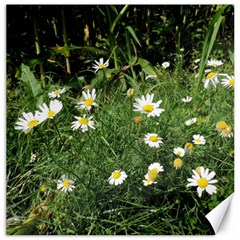 White Daisy Flowers Canvas 12  X 12   by picsaspassion