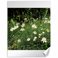 White Daisy Flowers Canvas 12  X 16   by picsaspassion