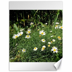 White Daisy Flowers Canvas 18  X 24   by picsaspassion