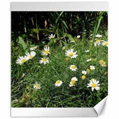 White Daisy Flowers Canvas 20  X 24   by picsaspassion