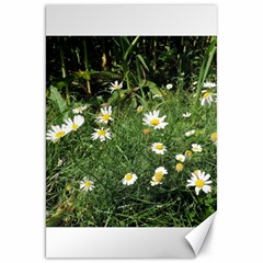 White Daisy Flowers Canvas 20  X 30   by picsaspassion