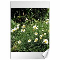 White Daisy Flowers Canvas 24  X 36  by picsaspassion