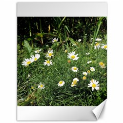 White Daisy Flowers Canvas 36  X 48   by picsaspassion