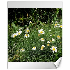 White Daisy Flowers Canvas 11  X 14   by picsaspassion