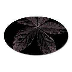 Pink Xray Flower Oval Magnet