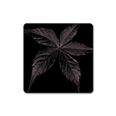 Pink Xray Flower Square Magnet by AnjieMakes