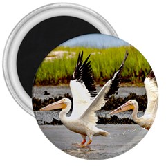 White Pelicans 3  Button Magnet by MOOI