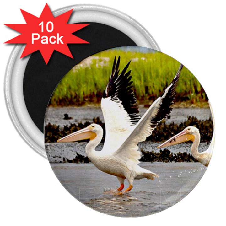 White Pelicans 3  Button Magnet (10 pack)