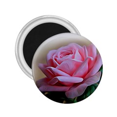 Rose Pink Flowers Pink Saturday 2 25  Magnets by Amaryn4rt