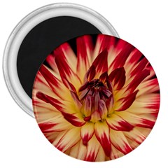 Bloom Blossom Close Up Flora 3  Magnets by Amaryn4rt