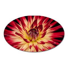 Bloom Blossom Close Up Flora Oval Magnet by Amaryn4rt