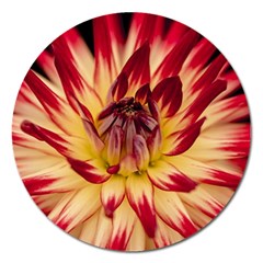 Bloom Blossom Close Up Flora Magnet 5  (round) by Amaryn4rt