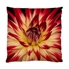 Bloom Blossom Close Up Flora Standard Cushion Case (one Side) by Amaryn4rt