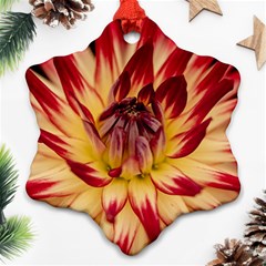 Bloom Blossom Close Up Flora Ornament (snowflake)  by Amaryn4rt