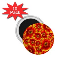 Gerbera Flowers Blossom Bloom 1 75  Magnets (10 Pack)  by Amaryn4rt