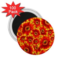 Gerbera Flowers Blossom Bloom 2 25  Magnets (100 Pack)  by Amaryn4rt