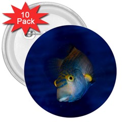 Fish Blue Animal Water Nature 3  Buttons (10 Pack)  by Amaryn4rt