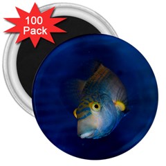 Fish Blue Animal Water Nature 3  Magnets (100 Pack) by Amaryn4rt