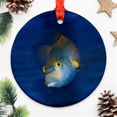 Fish Blue Animal Water Nature Round Ornament (two Sides)  by Amaryn4rt