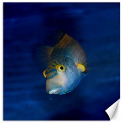 Fish Blue Animal Water Nature Canvas 12  X 12   by Amaryn4rt