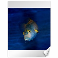 Fish Blue Animal Water Nature Canvas 36  X 48   by Amaryn4rt