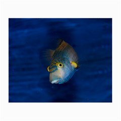 Fish Blue Animal Water Nature Small Glasses Cloth (2-side) by Amaryn4rt