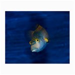 Fish Blue Animal Water Nature Small Glasses Cloth (2-Side) Front