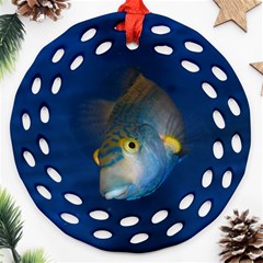 Fish Blue Animal Water Nature Ornament (round Filigree)  by Amaryn4rt