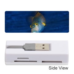 Fish Blue Animal Water Nature Memory Card Reader (stick)  by Amaryn4rt