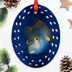 Fish Blue Animal Water Nature Ornament (oval Filigree)  by Amaryn4rt