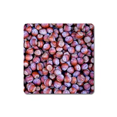 Hazelnuts Nuts Market Brown Nut Square Magnet by Amaryn4rt