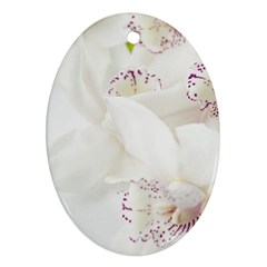 Orchids Flowers White Background Oval Ornament (two Sides) by Amaryn4rt