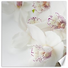 Orchids Flowers White Background Canvas 16  X 16   by Amaryn4rt