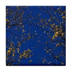 Poplar Foliage Yellow Sky Blue Tile Coasters by Amaryn4rt