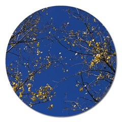 Poplar Foliage Yellow Sky Blue Magnet 5  (round) by Amaryn4rt