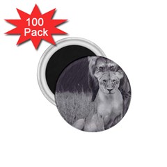 King And Queen Of The Jungle Design  1 75  Magnets (100 Pack) 