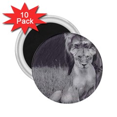 King And Queen Of The Jungle Design  2 25  Magnets (10 Pack)  by FrontlineS